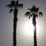 Palm Trees