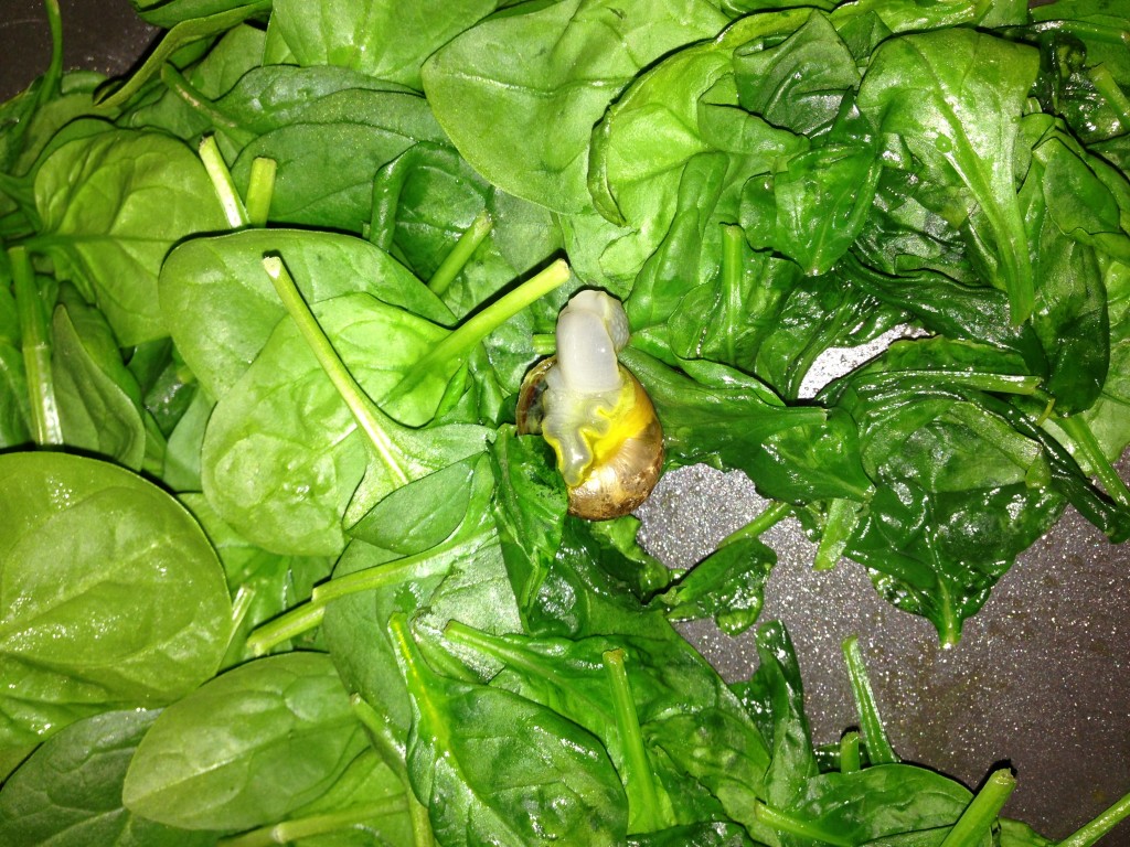 Photo of a snail in a pan of cooking spinach
